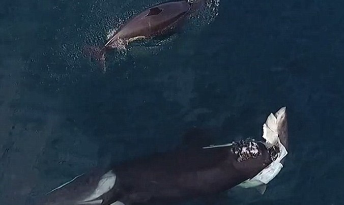 Con cá mập bị chú cá voi sát thủ ngậm trong miệng. Nguồn: Daily Mail.