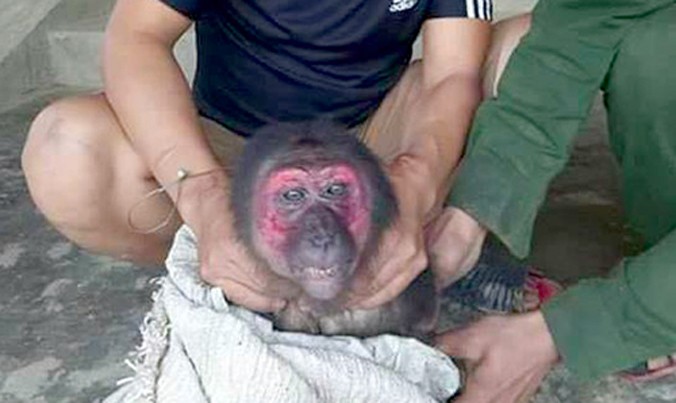 Hình ảnh khỉ bị hành hạ trên Facebook Điên Tài.