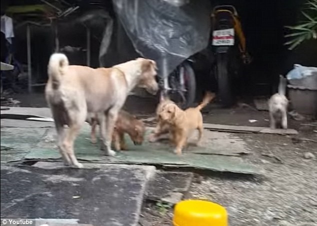 4 chú cún mừng rỡ khi mẹ mang thức ăn về.