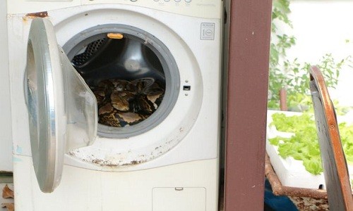 Con trăn cuộn tròn trong máy giặt ở nhà một cư dân Thái Lan. Ảnh: SWNS.