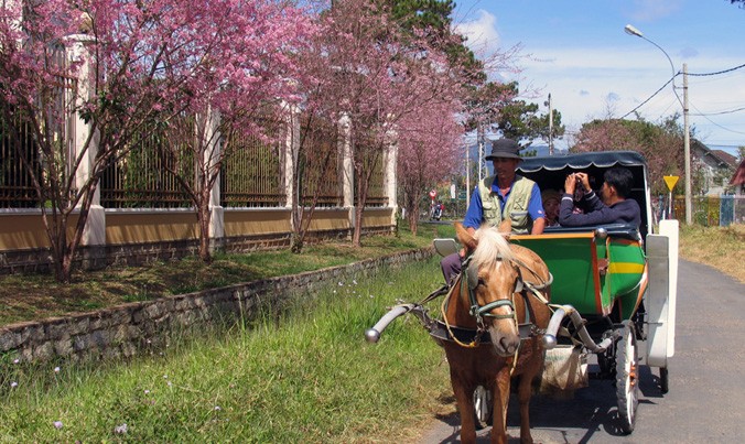 Đi xe ngựa ngắm hoa ở phố núi Đà Lạt.