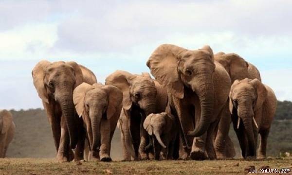 Số lượng voi châu Phi không ngà ngày càng tăng.