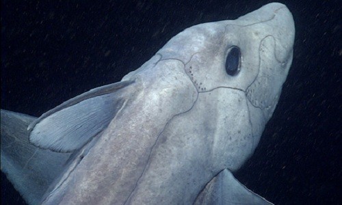 Chimaera có mối liên hệ với loài cá cổ đại giống cá mập ở Đại Cổ sinh. Ảnh: MBARI.