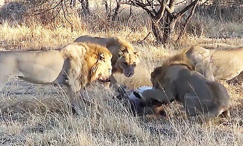 4 con sư tử đực bao vây sư tử cái đến từ đàn khác. Ảnh: YouTube.