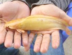 Con cá trê có màu vàng khác lạ và nhiều hơn 4 râu so với các loại cá trê thông thường. Ảnh: Phúc Hưng.