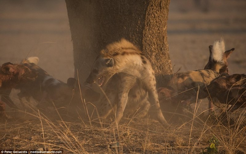 Đây là khoảnh khắc một đàn chó hoang châu Phi quay lại tấn công linh cẩu định cướp bữa tối của chúng.