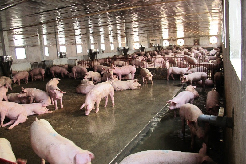 Bộ NN&PTNT cảnh báo các địa phương đang phát triển quá nóng đàn lợn.