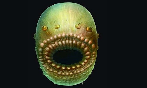 Tổ tiên loài người có chiếc miệng chiếm phần lớn cơ thể và không có hậu môn. Ảnh: Jian Han/Đại học Tây Bắc, Trung Quốc.