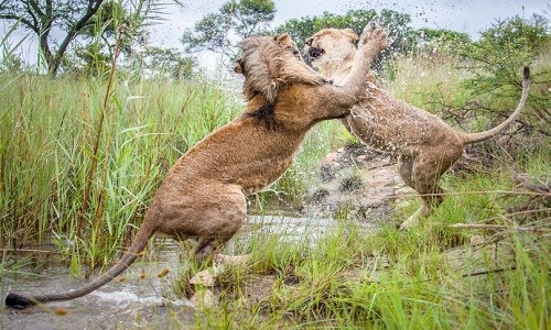 Nhiếp ảnh gia David Jenkins chứng kiến cảnh hai con sư tử đùa nghịch lúc hoàng hôn ở công viên Antelope, Zimbabwe, Mirror hôm nay đưa tin.