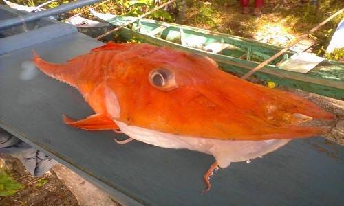 Ngư dân Philippines bắt được con cá lạ có lớp vỏ cứng màu cam. Ảnh: Eugene Sadiasa Mayor.