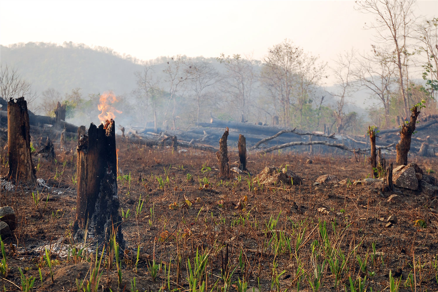 Quốc hội xem xét giám sát tình trạng phá rừng