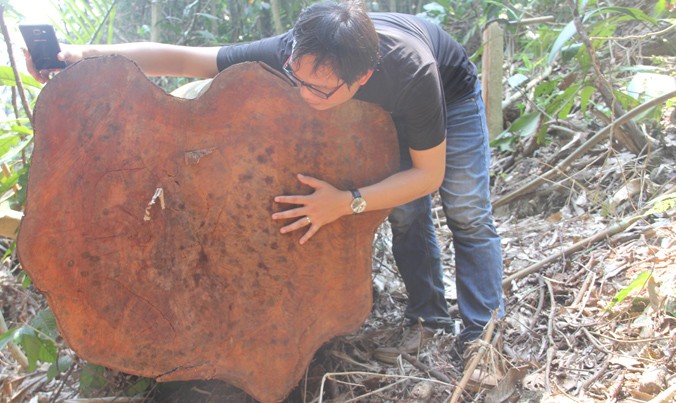 Gốc cây lớn tại khu rừng phòng hộ huyện Bắc Trà My bị xẻ thịt.