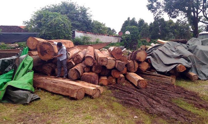 ​Số gỗ lậu được đem về Hạt kiểm lâm huyện Ia Grai.