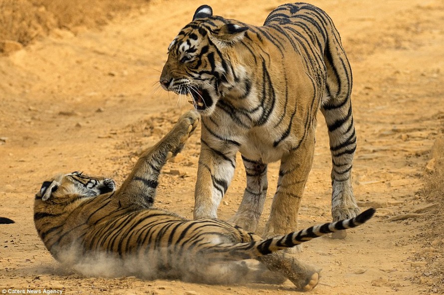Hổ mẹ "mắng" hổ con ở Ấn Độ.