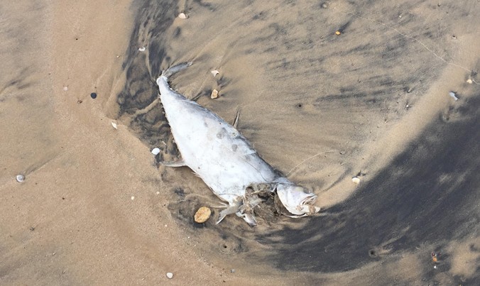 Cá Chang chết trôi dạt vào bờ biển xã Kỳ Lợi, TX Kỳ Anh.