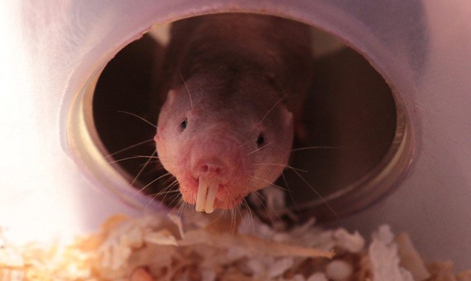 Chuột chũi Đông phi có tuổi thọ lên đến 20 năm (Ảnh: Newscientist)
