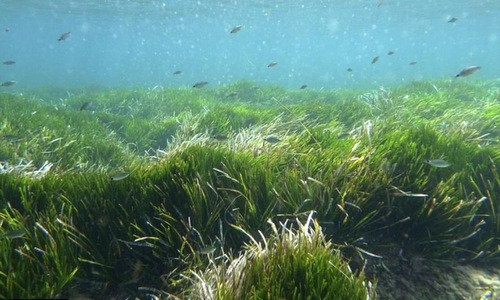 Bãi cỏ biển 100.000 tuổi của Tây Ban Nha. Ảnh: Rachel Sussman.