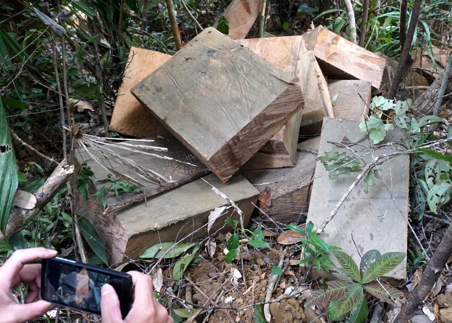 Cây rừng trong tiểu khu 205 đã bị xẻ thành gỗ hộp.