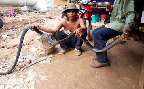 Con rắn hổ mang chúa dài hơn 3m, nặng 5.2kg tại lán trại công nhân.