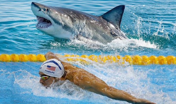 Phelps không thể chiến thắng con cá mập trắng dù trang bị đồ bơi hiện đại. (Ảnh minh họa: Distractify.com).