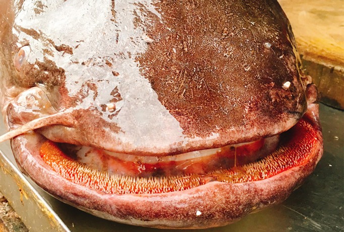 Cá leo "khủng" 60 kg được đưa từ Biển Hồ về Hà Nội