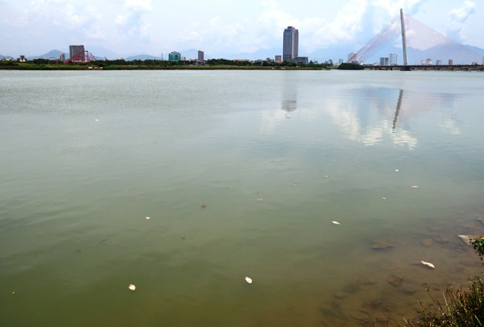 Cá chết nổi, trôi lềnh bềnh, dạt vào bờ sông Hàn phía đường Chương Dương (quận Ngũ Hành Sơn).