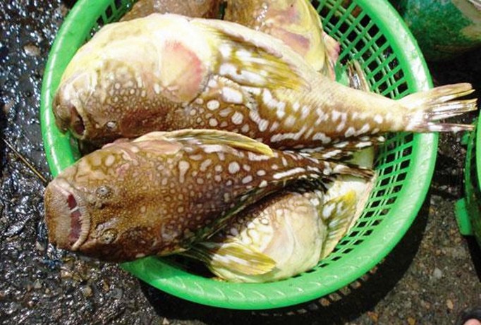 Cá nóc cực độc xuất hiện nhiều bất thường ven biển TT-Huế không chỉ ảnh hưởng đánh bắt thủy sản mà gây nguy cơ mất an toàn thực phẩm. Ảnh minh họa.