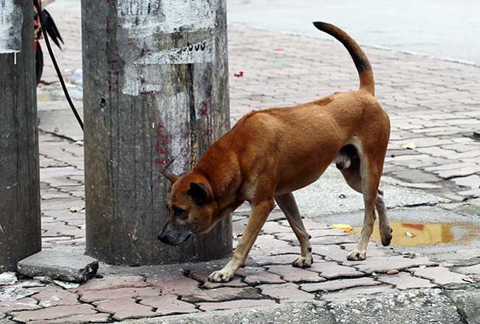 Chó ra đường không được rọ mõm, chủ nuôi sẽ bị phạt nặng. Ảnh: Internet.