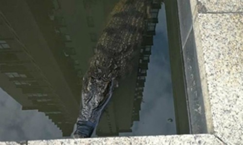 Người đàn ông thả cá sấu vào bể nước khu phố
