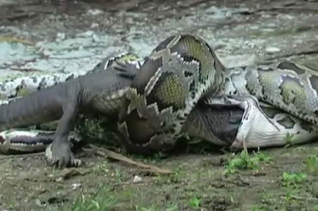 Trăn Miến Điện nuốt chửng cá sấu sau trận kịch chiến