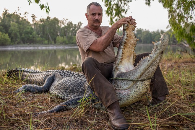 Ông Roger Matthews ngồi trên một con cá sấu 60 năm tuổi, dài 4,8 mét.