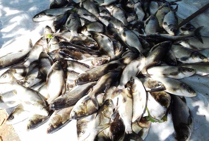Chưa bao giờ cá nuôi tại sông Đại Giang (xã Thủy Tân, thị xã Hương Thủy) lại chết hàng loạt, với số lượng hàng chục tấn, hư những ngày gần đây.