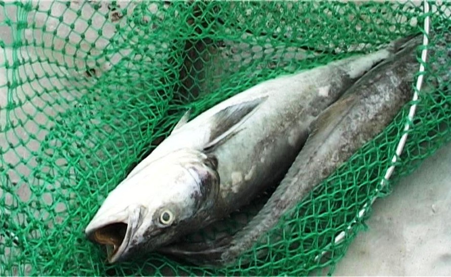 Chưa rõ nguyên nhân hàng tấn cá nuôi ở Huế chết bất thường