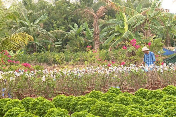 Người dân trồng hoa giấy tại huyện Chợ Lách, tỉnh Bến Tre lao đau vì tin đồn thất thiệt.