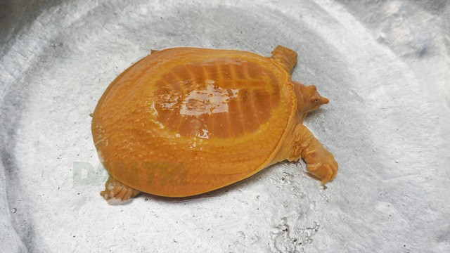 Con rùa của anh Thọ rất đẹp, có màu vàng toàn thân.