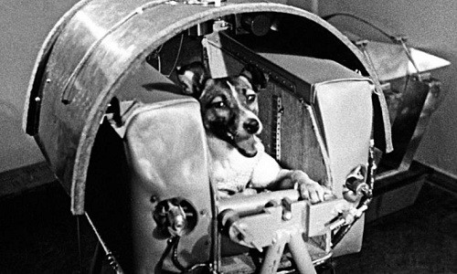 Laika là phi hành gia động vật đầu tiên trên thế giới. Ảnh:SCMP.