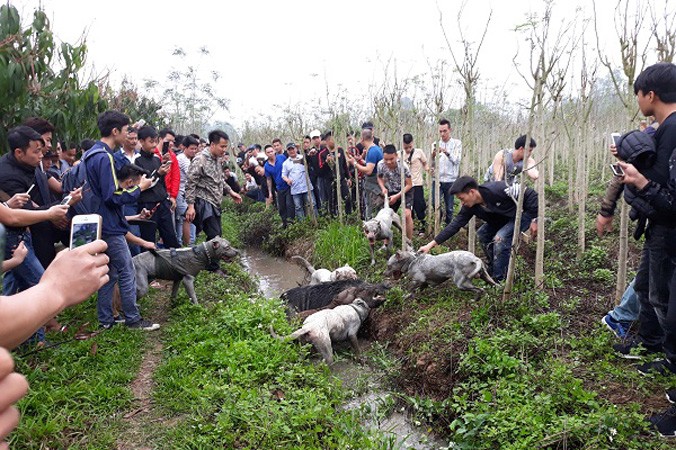 Hàng trăm người hiếu kỳ xem chó săn và lợn rừng "tử chiến".