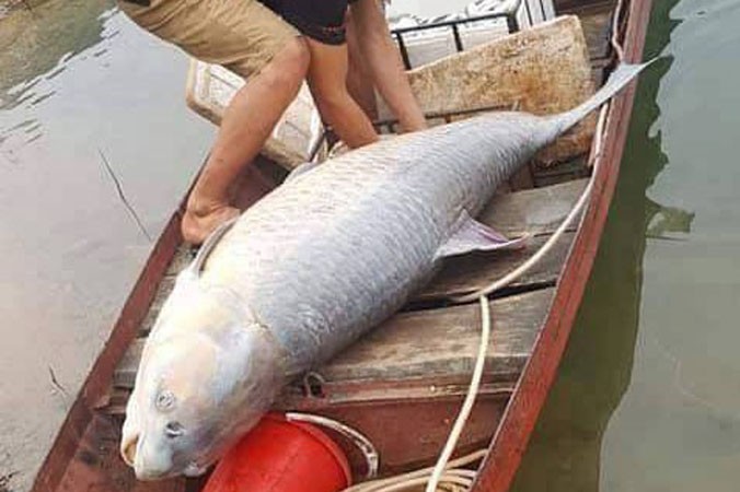 Con cá trắm đen nặng 61 kg do ngư dân đánh lưới bắt được tại hồ Thác Bà 