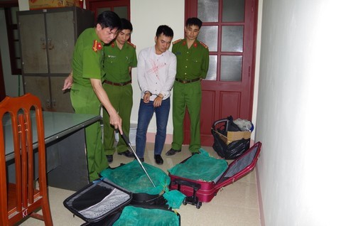 Số rắn hổ mang trong valy bị thu giữ.