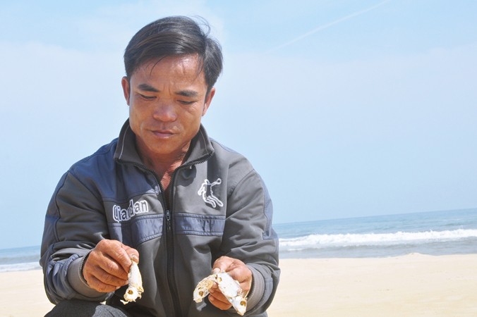 Nguyên do cá chết tại vùng biển ở 2 huyện Triệu Phong và Gio Linh đã được xác định.