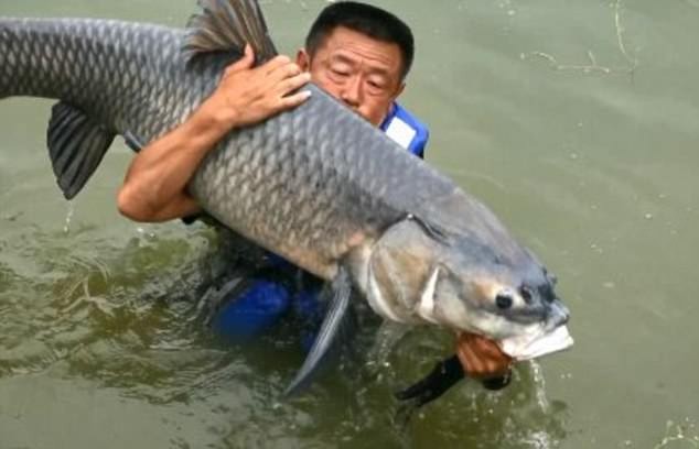 Con cá chép nặng 75 kg vừa cắn câu của ngư dân Trung Quốc.