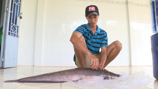 Con cá trên dài 1,2m, nặng gần 12kg mà anh Vũ bắt được.