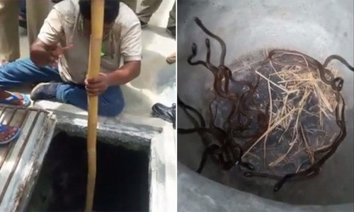 Đội cứu hộ Ấn Độ đưa mẹ con rắn hổ lên khỏi giếng sâu