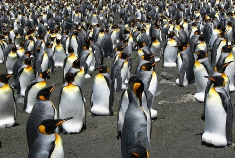 Chim cánh cụt vua là loài chim cánh cụt lớn thứ hai sau chim cánh cụt hoàng đế.
