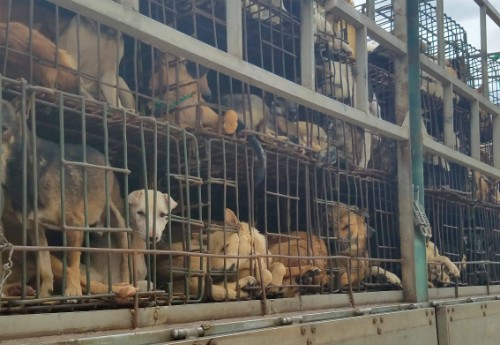 Những chú chó bị nhốt trên xe tải để đưa vào các lò giết mổ. Ảnh: Đức Hùng.