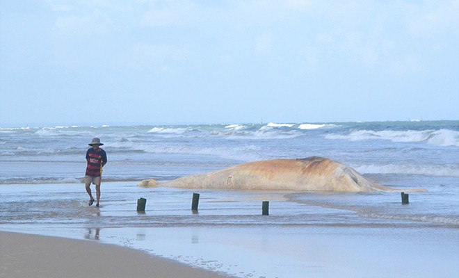 Xác cá voi trôi dạt vào bờ biển thôn Hà Tây. Ảnh: HTS.