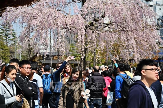 Du khách ngắm hoa anh đào nở rộ tại Tokyo, Nhật Bản. Ảnh: AFP/TTXVN.