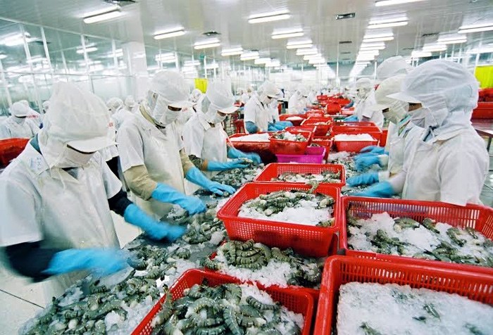 Trong 6 tháng đầu năm, tổng giá trị xuất khẩu tôm Việt Nam đạt 1,56 tỷ USD, tăng gần 15% so với cùng kỳ năm ngoái.