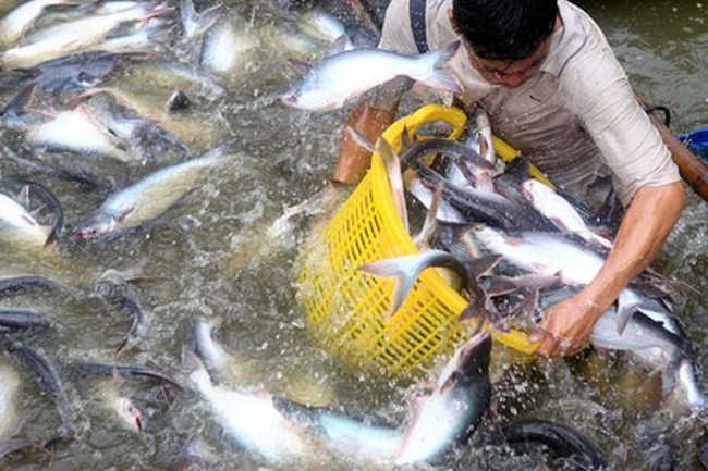 Việc Mỹ áp dụng mức thuế chống bán phá giá từ 2,39 USD/kg - 7,74 USD/kg sẽ có tác động lớn tới xuất khẩu cá tra-basa của Việt Nam