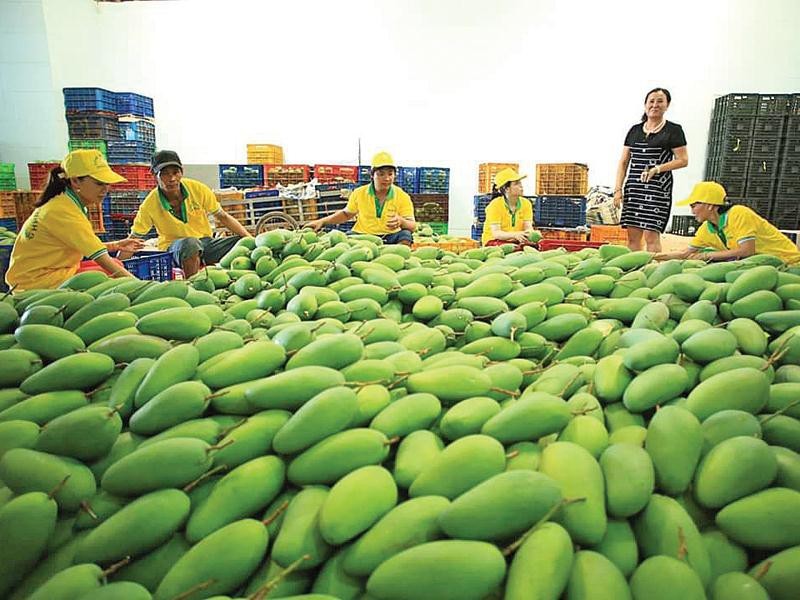Theo Cục Xuất nhập khẩu, tiêu thụ nông sản ở Trung Quốc đang chững lại do ảnh hưởng của dịch corona và các doanh nghiệp xuất khẩu Việt Nam cần chuẩn bị cho tình hình xấu hơn
